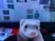 Ferret Animals for sale in Fort Lauderdale, FL 33317, USA. price: $200