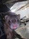 Ferret Animals for sale in Mt Holly Springs, PA 17065, USA. price: NA