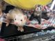 Ferret Animals for sale in Lancaster, OH 43130, USA. price: NA