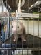 Ferret Animals for sale in Garland, TX, USA. price: NA