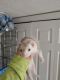 Ferret Animals for sale in Fort Branch, IN 47648, USA. price: NA