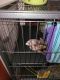 Ferret Animals for sale in Enid, OK 73701, USA. price: NA