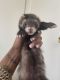Ferret Animals for sale in Newport News, VA, USA. price: $250