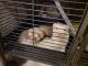 Ferret Animals for sale in 18 Tree Top Ln, Broad Brook, CT 06016, USA. price: NA