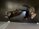 Ferret Animals for sale in Oakland Park, FL 33334, USA. price: NA
