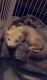 Ferret Animals for sale in Colorado Springs, CO, USA. price: $850