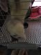 Ferret Animals for sale in St. Louis, MO, USA. price: $250