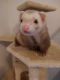 Ferret Animals for sale in Five Forks, SC, USA. price: NA