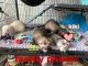 Ferret Animals for sale in Jacksonville, FL 32258, USA. price: NA