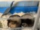 Ferret Animals for sale in Baltimore, MD, USA. price: NA