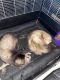 Ferret Animals for sale in Killeen, TX, USA. price: NA