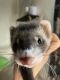 Ferret Animals for sale in Fayetteville, NC 28306, USA. price: NA