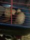 Ferret Animals for sale in Fort Worth, TX 76101, USA. price: $400