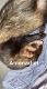 Ferret Animals for sale in Covington, GA, USA. price: $175