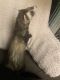 Ferret Animals for sale in Prospect Heights, IL 60070, USA. price: $450