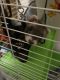Ferret Animals for sale in Canton, OH, USA. price: NA