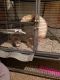 Ferret Animals for sale in Arlington, WA, USA. price: $400