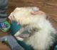 Ferret Animals for sale in Fort Lauderdale, FL, USA. price: $650