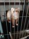 Ferret Animals for sale in San Antonio, TX, USA. price: NA