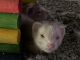 Ferret Animals for sale in New Albany, IN 47150, USA. price: $700