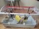 Ferret Animals for sale in New Bloomington, OH, USA. price: NA