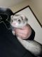 Ferret Animals for sale in Bismarck, ND, USA. price: $200