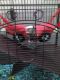 Ferret Animals for sale in Huntsville, AL, USA. price: $580