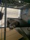 Ferret Animals for sale in 630 Datura St, West Palm Beach, FL 33401, USA. price: $120