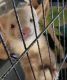 Ferret Animals for sale in Lancaster, OH 43130, USA. price: NA
