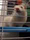 Ferret Animals for sale in 7610 Pinery Way, Tampa, FL 33615, USA. price: $450
