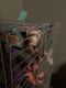 Ferret Animals for sale in Fort Worth, TX, USA. price: $150