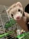 Ferret Animals for sale in Riverview, FL, USA. price: $600