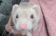 Ferret Animals for sale in Bluffton, IN 46714, USA. price: NA