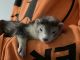 Ferret Animals for sale in Lauderhill, FL, USA. price: NA