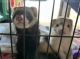 Ferret Animals for sale in Charlotte, NC, USA. price: $1,300