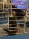 Ferret Animals for sale in Hopkinsville, KY, USA. price: NA