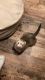 Ferret Animals for sale in Willis, TX 77378, USA. price: NA