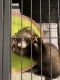 Ferret Animals for sale in Mooresville, NC, USA. price: NA