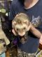 Ferret Animals for sale in Windsor, NY 13865, USA. price: $150