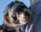 Ferret Animals for sale in Lorton, VA, USA. price: $80