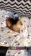 Ferret Animals for sale in Jacksonville, AL 36265, USA. price: NA