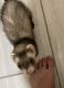 Ferret Animals for sale in Liberty, MO, USA. price: NA