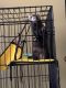 Ferret Animals for sale in McColl, SC 29570, USA. price: NA