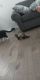 Ferret Animals for sale in Cookeville, TN, USA. price: $200