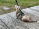 Ferret Animals for sale in Spring Hope, NC 27882, USA. price: NA