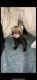 Ferret Animals for sale in Winchester, VA 22601, USA. price: NA