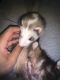 Ferret Animals for sale in 310 E 171st Pl, South Holland, IL 60473, USA. price: $250