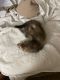 Ferret Animals for sale in Tampa, FL, USA. price: $47,500