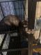 Ferret Animals for sale in Shelbyville, KY 40065, USA. price: NA