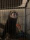 Ferret Animals for sale in Pittstown, Franklin Township, NJ, USA. price: $60